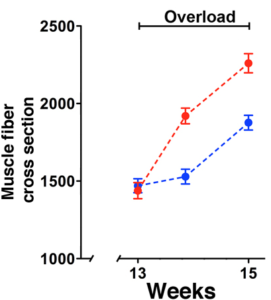 MICE ON STEROIDS: Quantifications of cross sectional area. Muscles treated with steroids 13 weeks earlier (red) grew significantly faster that untreated animals (blue) when subjected to overload of the muscle. Illustation: Jo C. Bruusgaard