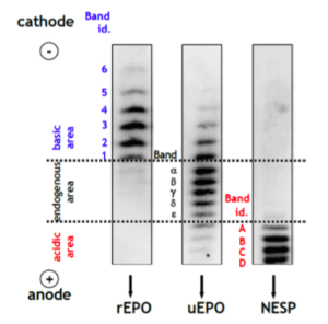 Figure 1: Image extracted from WADA Technical Document showing the definition of basic, endogenous and acidic area from the analysis of standards3