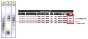Figure 2: Image of Mr. Colvert’s A‐sample – “no. 7397” IEF test result vs. negative and positive control samples (left) and relative abundances of bands as determined by the densitometric analysis (Gasepo software5) (right) as extracted from the documentation package pp. 23 and 27.