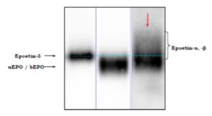Figure 3: Excerpt of WADA Technical Document representing the characteristically diffuse mixed endogenous /recombinant band (indicated by red arrow).